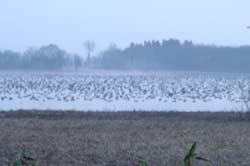 宮島沼のマガン