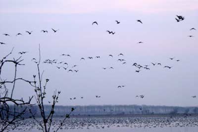 宮島沼のマガン